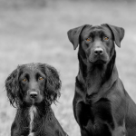 Dog Poop Pickup in Roseville Michigan