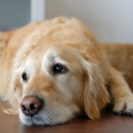 Dog Poop Pickup in Roseville Michigan