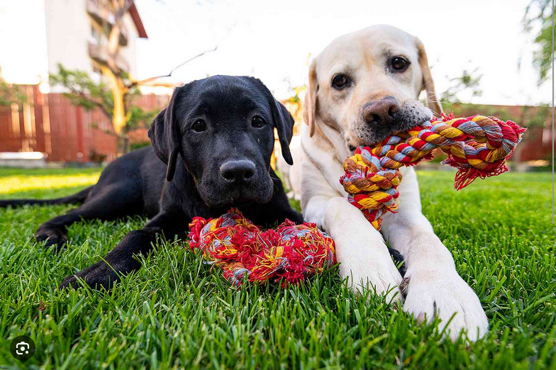 Dog Poop Pickup in Roseville Michigan