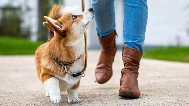 Dog Poop Pickup in Roseville Michigan