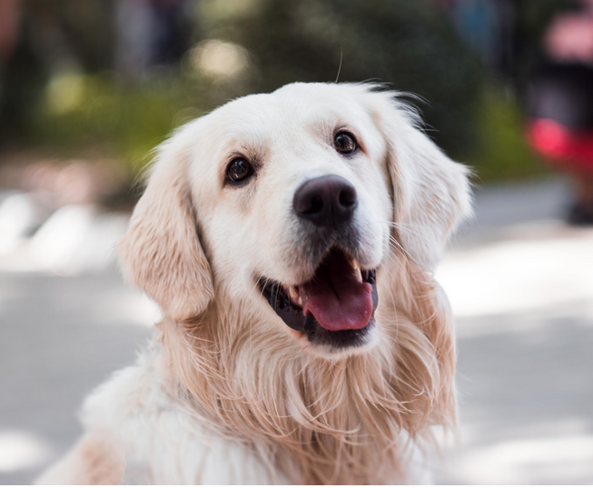 Dog Poop Pickup in Roseville Michigan